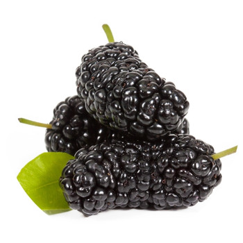 🍇 תות עץ שחור – עשיר בנוגדי חמצון ובריאות הלב